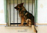 Imputado por tener a su perro encerrado en una ventana durante días