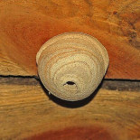 Recomendaciones para la captura de Vespa Velutina (avispa asiática) en sus nidos primarios