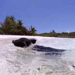 Los adorables cerdos nadadores de las Bahamas están muriendo con restos de alcohol en la sangre