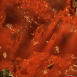 Científicos descubren “huellas” que reescriben la historia de la vida en la Tierra