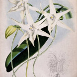 Anacronismos evolutivos