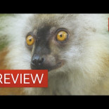 Los lémures se colocan comiendo milpiés venenosos [ENG]