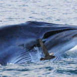 Cuando los mamíferos llegaron al mar necesitaron algunos trucos para comer sus presas submarinas