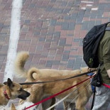 El Congreso pacta la prohibición de cortar el rabo a los perros por estética