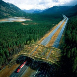 Pasos de autopista seguros para animales