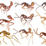 Descubren escarabajos que han evolucionado para parecer hormigas y así infiltrarse en sus colonias y devorarlas [ENG]