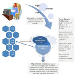 Si los carbohidratos engordan... ¿Por qué el asiático comiendo arroz no engordaba?