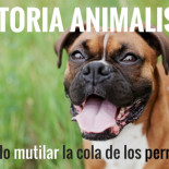 El Congreso prohíbe la amputación de la cola en perros