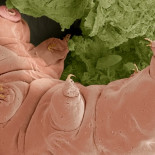 Descubren la proteína que permite al tardígrado sobrevivir años deshidratado (ING)