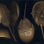 La valiosa sangre azul del cangrejo herradura