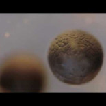 Time lapse de la división de una célula