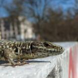 La lagartija roquera se acostumbra a los humanos y deja de esconderse