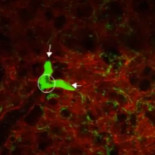 La nueva función de los pulmones: fabricar sangre