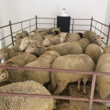 'Arte' a costa del sufrimiento animal