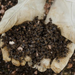 La Comisión Europea da un gran paso para prohibir tres insecticidas peligrosos para las abejas