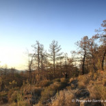 El inicio del ocaso de los pinares de reforestación de la Sierra de Baza