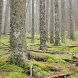 En el bosque: cómo un hombre sobrevivió solo en él durante 27 años [ENG]