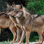 "Matar lobos es un negocio igual que lo es quemar los bosques"