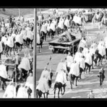 Adivina Adivinanza, La Mandrágora