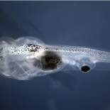 Renacuajos ciegos recuperan la vista con un trasplante de ojos en su cola (ING)