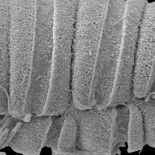 Primera vista clara de un arponero unicelular en acción (ING)