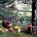 Nacen diez oseznos en el Pirineo catalán, un hito histórico desde su reintroducción