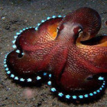 Pulpo, el candidato ideal para practicar cómo comunicarse con ET