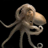 La inteligencia de los cefalópodos viene de la edición de su ARN prolífico (ING)