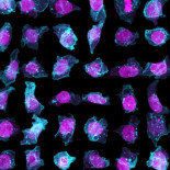 Una librería de células en 3D para enseñar a los ordenadores a encontrar mitocondrias (ING)