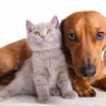 El abandono de mascotas, la gran lacra de Semana Santa