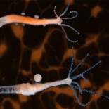 Graban por primera vez el sistema nervioso entero de un animal en vivo (ING)