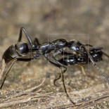 Las hormigas matabele socorren y tratan a sus semejantes heridas en batalla