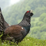 La extinción sin remedio del urogallo (pita de monte) [GAL]