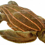 La tortuga laud: un ejemplo de gigantotermia y algo más