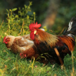 Si los roles de género no son algo biológico, ¿cómo se explican los roles sexuales en los animales?