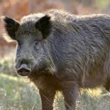 Estampida de jabalíes en Kirkuk deja 3 miembros del Estado Islámico muertos  (ENG)