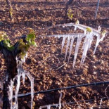 El campo leonés pierde sus cosechas y sufre «la mayor tragedia de los últimos cien años»