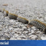 La oruga procesionaria se expande y arrasa los bosques españoles
