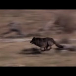 El poder del lobo como regenerador de entornos naturales