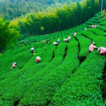 El té, el brebaje que calmó la Revolución Industrial