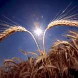 Los científicos desaconsejan una dieta sin gluten a las personas no celíacas