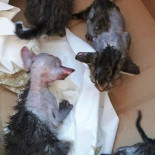 Piden cárcel para el dueño de un restaurante por rociar con ácido a seis cachorros de gato