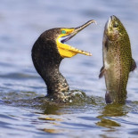 El parásito que vive dentro del ojo de un pez controlándolos: los protege de jóvenes, los mata de adultos [ENG]