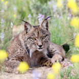 Un macho de lince español viaja a Portugal y engendra tres crías con una hembra lusa