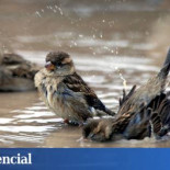 Europa se queda sin aves (y España también)