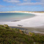 La difícil  tarea de desminar las Malvinas (y por qué los pingüinos de las islas no las activan cuando las pisan)