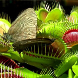Plantas carnívoras comiendo cosas