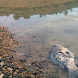 El Tajo entra en coma: ya no hay agua para trasvasar