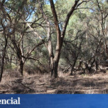 Cambio climático: La Tierra tiene un enorme bosque escondido, y lo han encontrado con Google Earth