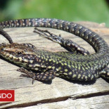 Las raras lagartijas que tiene frenado un multimillonario proyecto ferroviario en Alemania